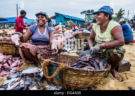 Negombo mercato del pesce (Lellama mercato del pesce), donne eviscerazione pesce, Negombo, sulla costa occidentale dello Sri Lanka, in Asia Foto Stock