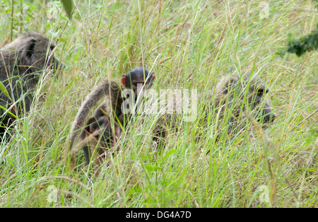 Baby olive (Anubis) babbuino su madre torna con maschio alfa padre in background tra erbe Akagera National Game Park Ruanda Foto Stock