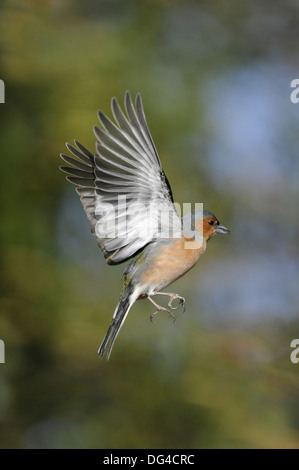 Fringuello Fringilla coelebs Foto Stock