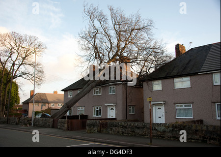 Enorme Grande Albero caduto si è schiantato a casa in tempesta di danneggiare gravemente sul tetto Foto Stock