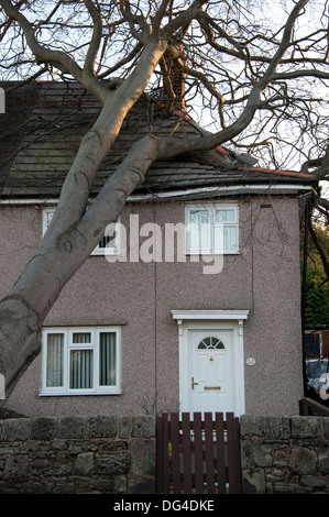 Enorme Grande Albero caduto si è schiantato a casa in tempesta di danneggiare gravemente sul tetto Foto Stock