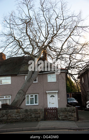 Enorme Grande Albero caduto si è schiantato a casa in tempesta di danneggiare gravemente sul tetto Foto Stock