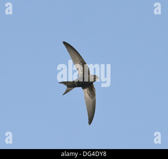 Swift Apus apus Foto Stock