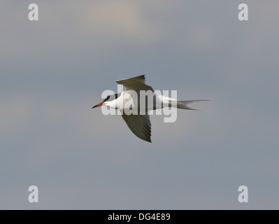 Common Tern Sterna hirundo Foto Stock