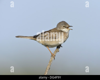 Whitethroat Sylvia communis Foto Stock