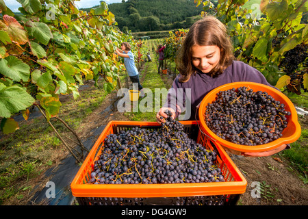 La famiglia Stapley raccogliere gli anni di raccolto di uve da vino alla loro conduzione familiare Redyeates vigna vicino a Crediton, Devon Foto Stock