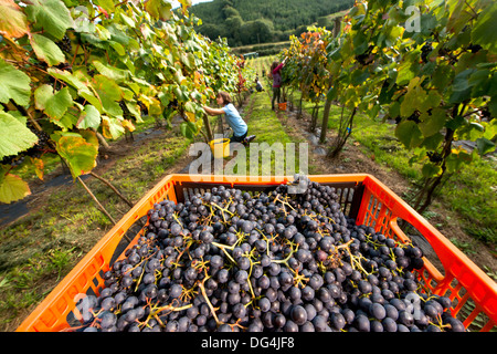 La famiglia Stapley raccogliere gli anni di raccolto di uve da vino alla loro conduzione familiare Redyeates vigna vicino a Crediton, Devon Foto Stock