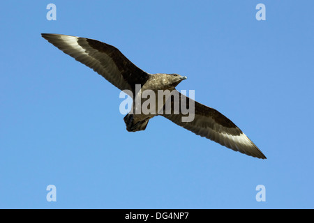 Skua meridionale - Stercorarius antarcticus Foto Stock