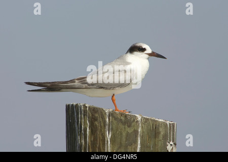 Forster's Tern - Sterna forsteri Foto Stock