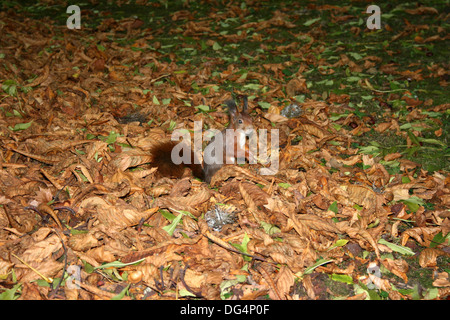 Lo scoiattolo di fogliame Foto Stock