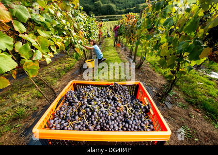 La famiglia Stapley raccogliere gli anni di raccolto di uve da vino alla loro conduzione familiare Redyeates vigna vicino a Crediton, Devon Foto Stock