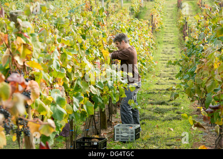 La famiglia Stapley raccogliere gli anni di raccolto di uve da vino alla loro conduzione familiare Redyeates vigna vicino a Crediton, Devon Foto Stock