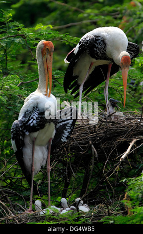 Dipinto di Cicogne, Parco Nazionale di Keoladeo, Rajasthan, India Foto Stock