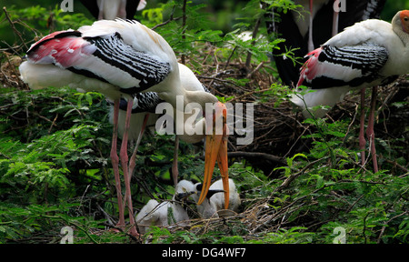 Dipinto di Cicogne, Parco Nazionale di Keoladeo, Rajasthan, India Foto Stock