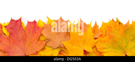 Giallo autunno foglie di acero isolato su sfondo bianco Foto Stock