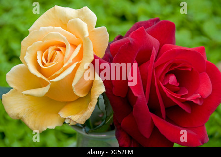 Display attraente di rose Foto Stock