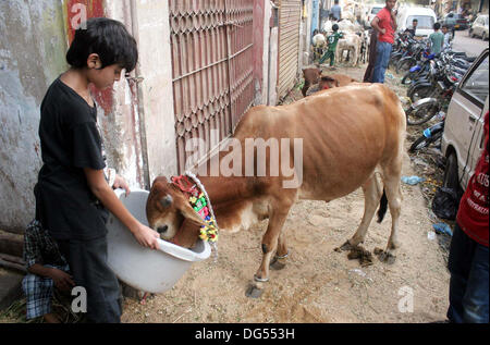 Corsa di bambini un animale sacrificale come musulmani per preparare la prossima Eid al-Azha vacanza, a Karachi il lunedì 14 ottobre, 2013. I musulmani di tutto il mondo a celebrare Eid-al-Azha che segna la fine del Hajj. Sarà musulmano macellazione pecore, capre, mucche e cammelli per commemorare il profeta Abramo per la sua disponibilità a sacrificare il suo figlio Ismail su Dio il comando sul calendario islamico 10 Zil-Hijjah. Foto Stock