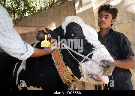 Corsa di persone un animale sacrificale come musulmani per preparare la prossima Eid al-Azha vacanza, a Karachi il lunedì 14 ottobre, 2013. I musulmani di tutto il mondo a celebrare Eid-al-Azha che segna la fine del Hajj. Sarà musulmano macellazione pecore, capre, mucche e cammelli per commemorare il profeta Abramo per la sua disponibilità a sacrificare il suo figlio Ismail su Dio il comando sul calendario islamico 10 Zil-Hijjah. Foto Stock