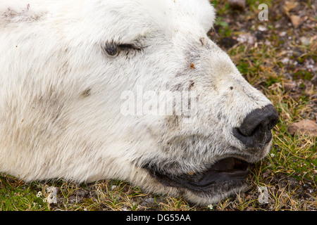 Un maschio di Orso Polare (Ursus maritimus) morti di fame come conseguenza del cambiamento climatico. Foto Stock