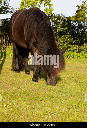 Un pony Shetland pascolare in un campo in estate Foto Stock