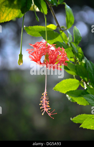 Hibiscus schizopetalus fiore in un giardino della Thailandia. Noto anche come lanterna giapponese, Coral Hibiscus e orlata Rosemallow. Foto Stock