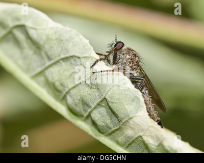 Rapinatore volare in attesa di prede. Foto Stock