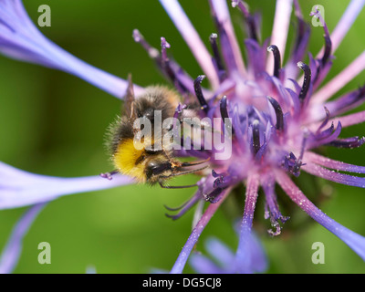 Inizio Bumblebee la raccolta di nettare. Foto Stock