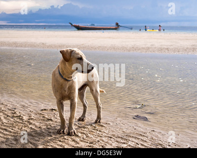 Cani sulla spiaggia di Koh Tao Island, nel sud della Thailandia. Foto Stock
