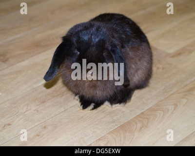 Maschio nero mini lop rabbit Foto Stock