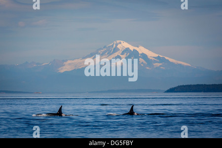 Mount Baker con Orcas ( orche ) nello Stretto di Georgia, Washington, Stati Uniti d'America Foto Stock