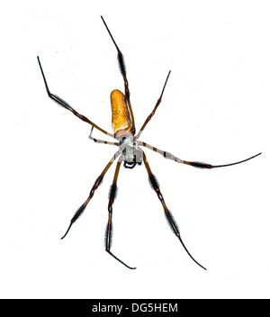 Femmina di seta dorata orb-weaver / Banana Spider ( Nephila clavipes ), Central Florida, Stati Uniti d'America Foto Stock