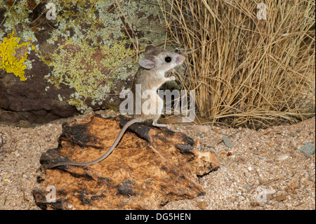 Cactus Mouse Peromyscus eremicus Tucson Pima County, Arizona, Stati Uniti 29 settembre adulto sul Coyote melone. Muridae Foto Stock