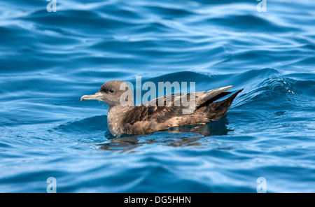 Fuligginosa Shearwater Puffinus griseus San Diego, California, Stati Uniti 14 settembre Procellariidae adulti Foto Stock