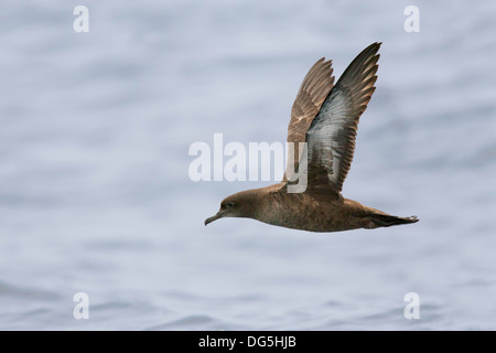 Fuligginosa Shearwater Puffinus griseus San Diego, California, Stati Uniti 11 settembre Procellariidae adulti Foto Stock