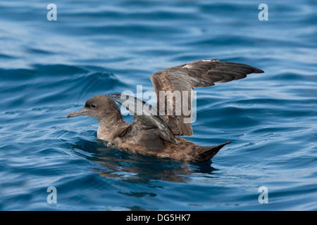 Fuligginosa Shearwater Puffinus griseus San Diego, California, Stati Uniti 14 settembre Procellariidae adulti Foto Stock