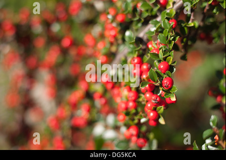 Abbondante linea linee di bacche rosse cottoneaster arbusto una grande fonte di cibo per uccelli durante l'inverno leggera profondità di campo Foto Stock