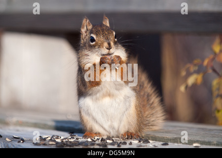 Una grande personalità, super cute, American scoiattolo rosso (Tamiasciurus hudsonicus) si alimenta di semi di girasole in prossimità di Saskatoon, Canada. Foto Stock