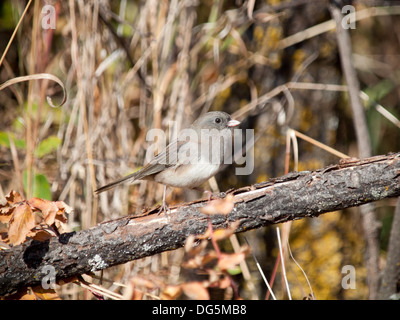 Un dark-eyed Junco (Junco hyemalis) si siede su un ramo al Beaver Creek Conservation Area nei pressi di Saskatoon, Saskatchewan, Canada. Foto Stock