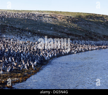 I pinguini di Magellano, Penisola Valdez, Patagonia, Argentina. Foto Stock