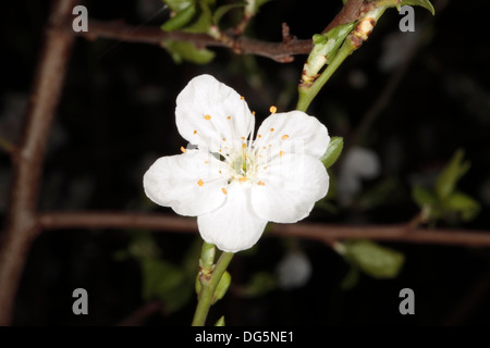 Close-up di fiori del genere Prunus - famiglia delle Rosacee Foto Stock