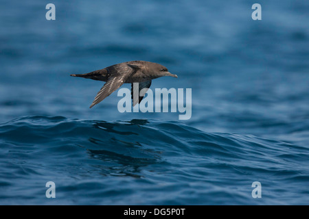 Fuligginosa Shearwater Puffinus griseus San Diego, California, Stati Uniti 14 settembre Procellariidae adulti Foto Stock