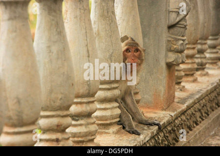 Lunga coda Macaque giocando a Phnom Sampeau, Battambang, Cambogia, sud-est asiatico Foto Stock