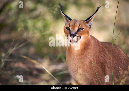 Close-up di Caracal in Namibia Foto Stock