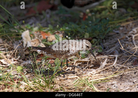 Curlew sandpiper rovistando tra breve vegetazione sulla pista di atterraggio per aerei nelle Seychelles Foto Stock