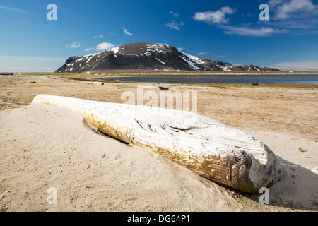 Il legno deriva da foreste siberiano lavato fino alla riva presso Smeerenburg (79°44'N 011°04'e) sulla parte settentrionale di Svalbard. Foto Stock