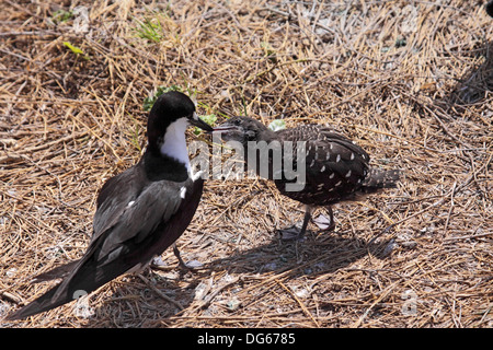 Fuligginosa tern pulcino di alimentazione delle Seychelles Foto Stock