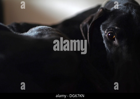 Salvato black Spanish Greyhound inizia una nuova vita, dopo essere stato abbandonato da un cacciatore, in uno stato di denutrizione avanzata Foto Stock