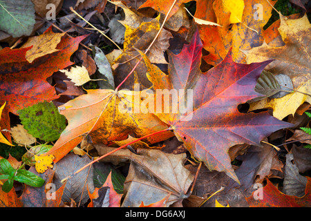 Colori d'autunno bagnato lascia gettare a terra. Sfondo naturale foto