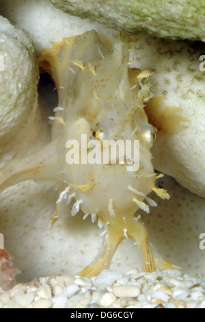 Sargassum pesce rana, histrio histrio Foto Stock