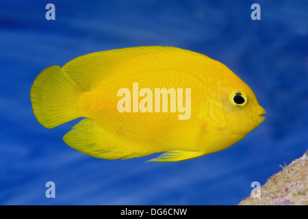 Giallo angelfish, centropyge heraldi Foto Stock